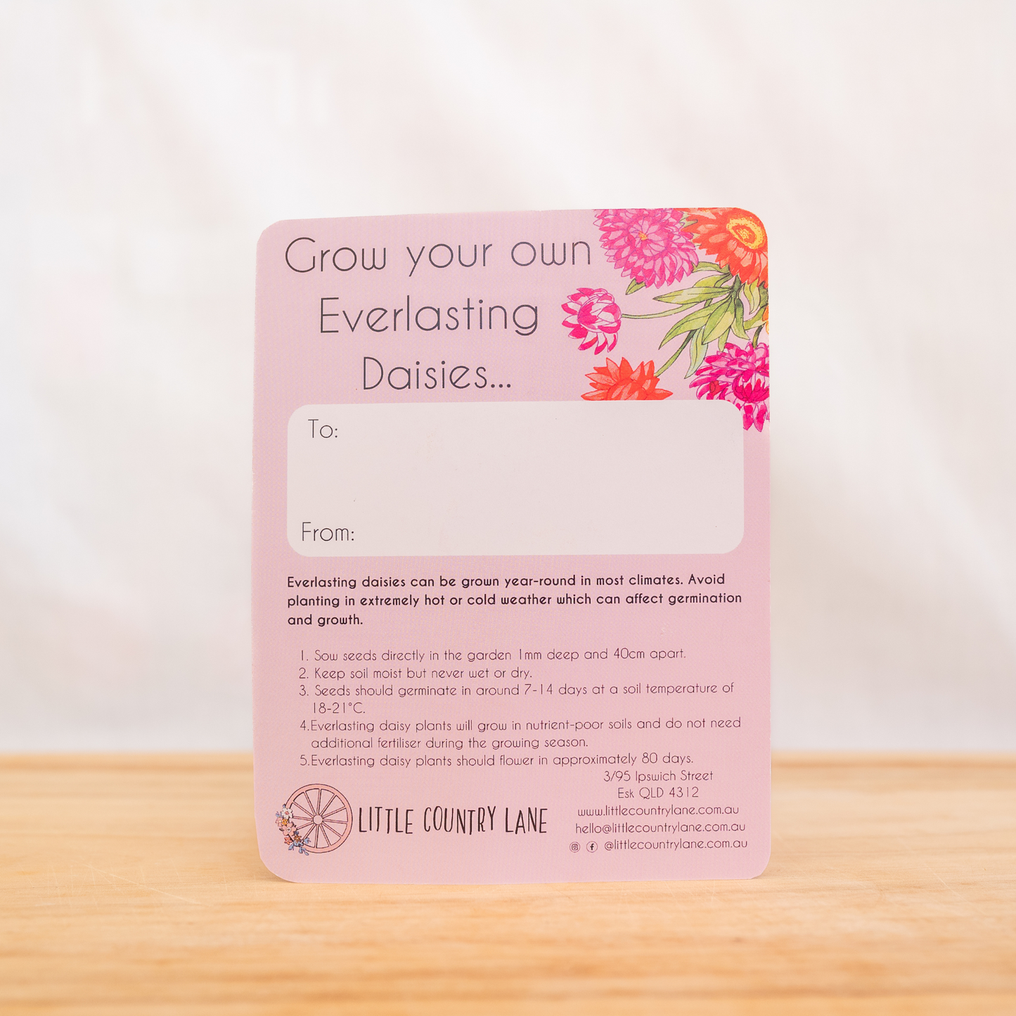 PAPER DAISY - SEED CARD