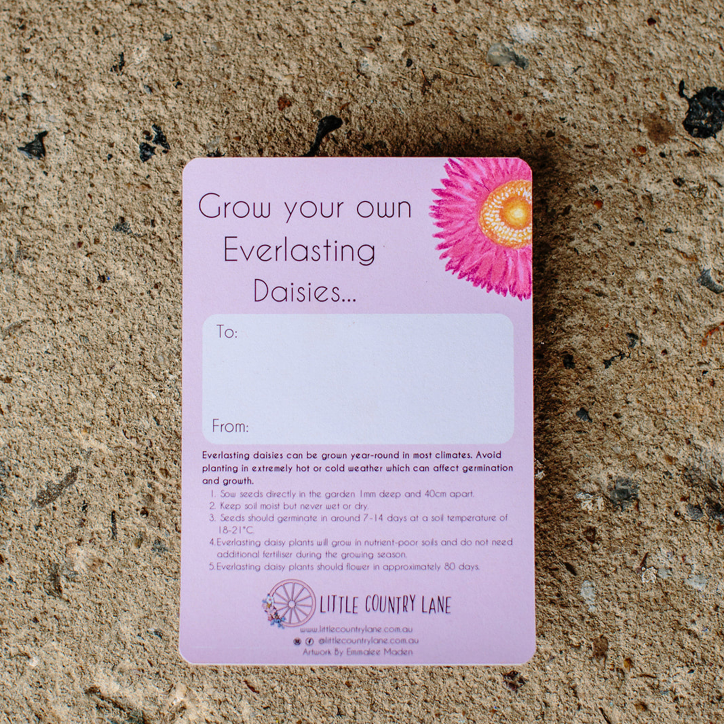 EVERLASTING DAISY | SEED CARD