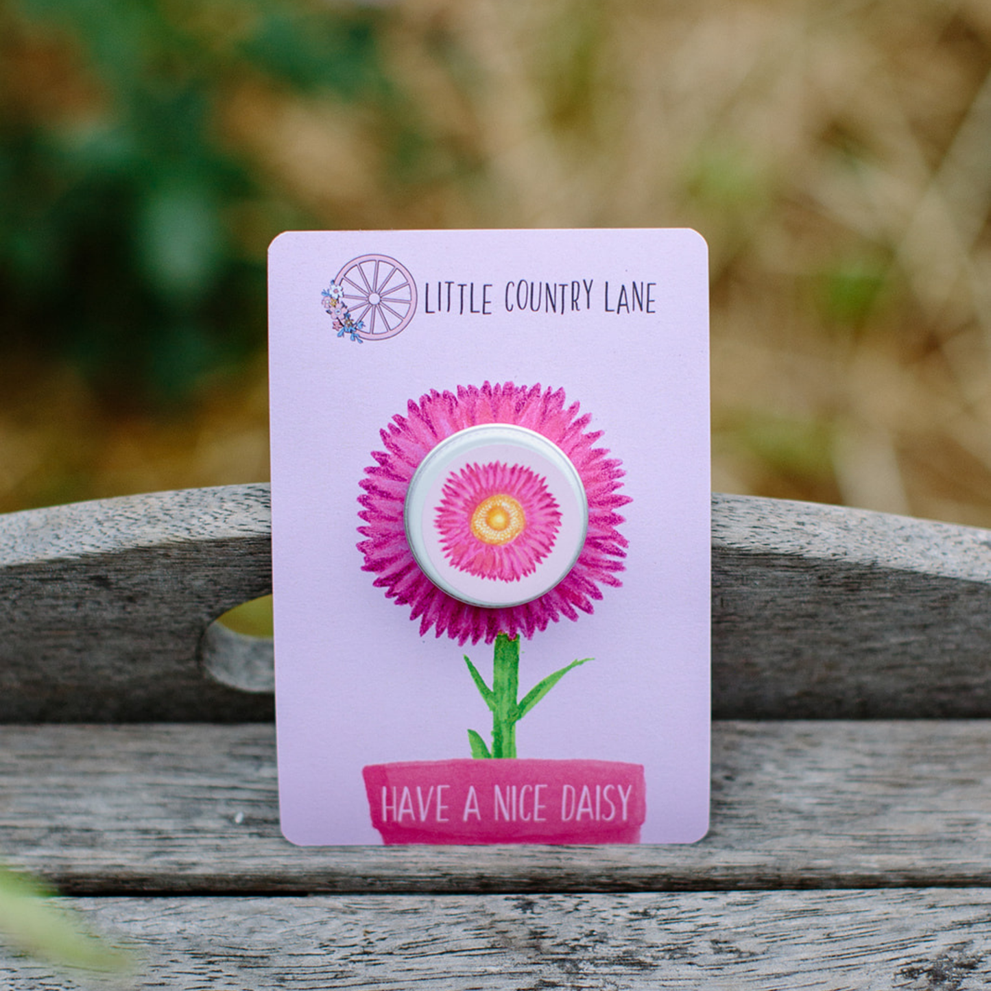 EVERLASTING DAISY | SEED CARD