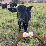 WHITE FLOWER EARRINGS | STUDS