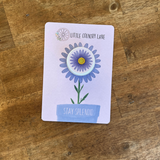 SWAN RIVER DAISY | SEED CARD