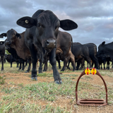 CHICKEN - YELLOW - FARM FRIENDS EARRINGS (STUDS)